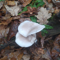 Гриб из Пинск