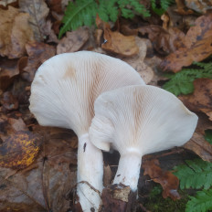 Гриб из Пинск