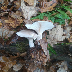 Гриб из Пинск