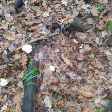 Гриб из Пинск