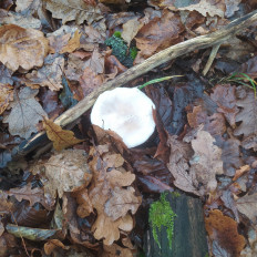 Гриб из Пинск