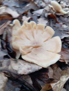 Гриб из Стерлитамак Башкирия