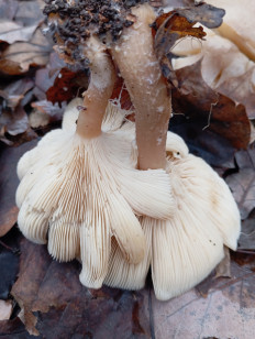 Гриб из Стерлитамак Башкирия