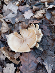 Гриб из Стерлитамак Башкирия