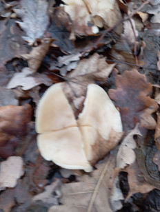 Гриб из Стерлитамак Башкирия