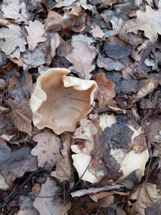 Гриб из Стерлитамак Башкирия