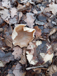 Гриб из Стерлитамак Башкирия