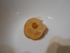 Гриб из Курган