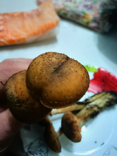 Гриб из Гродно