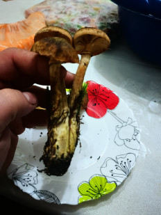 Гриб из Гродно