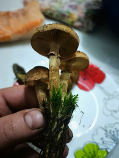 Гриб из Гродно