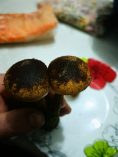 Гриб из Гродно