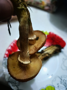 Гриб из Гродно