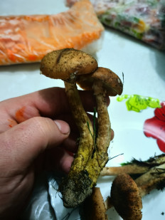 Гриб из Гродно