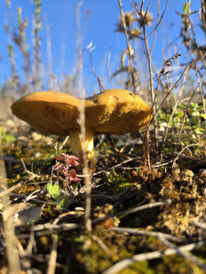 Гриб из Португалия