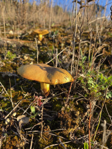 Гриб из Португалия