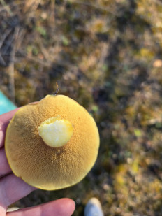 Гриб из Португалия