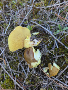 Гриб из Португалия