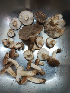 Гриб из Богучар