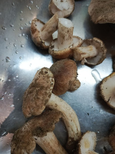 Гриб из Богучар