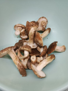 Гриб из Богучар