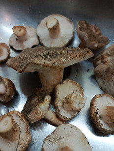 Гриб из Богучар