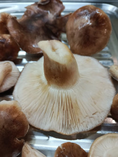 Гриб из Богучар