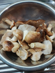 Гриб из Богучар