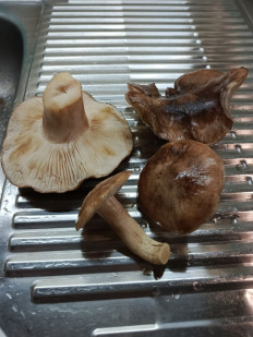 Гриб из Богучар