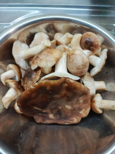 Гриб из Богучар