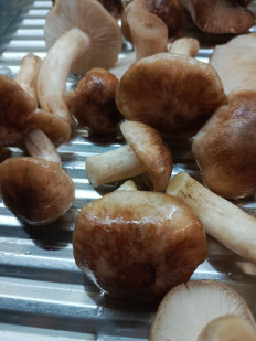 Гриб из Богучар