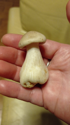 Гриб из Никополь