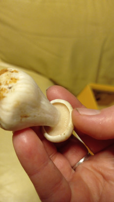 Гриб из Никополь