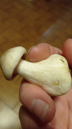 Гриб из Никополь