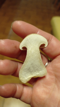 Гриб из Никополь