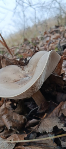 Гриб из Курская область