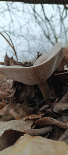 Гриб из Курская область