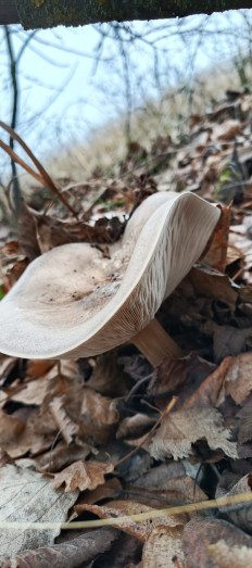 Гриб из Курская область