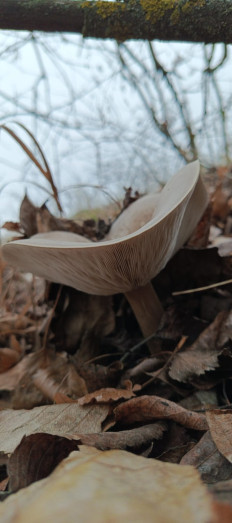 Гриб из Курская область