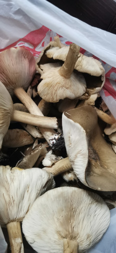 Гриб из Курская область