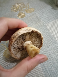 Гриб из Краснодар