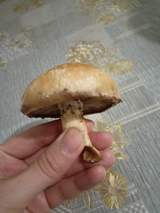 Гриб из Краснодар