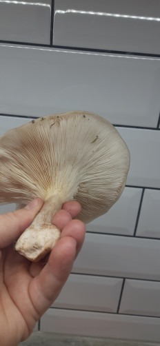 Гриб из Столин