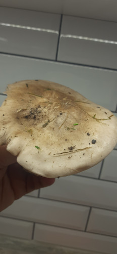 Гриб из Столин