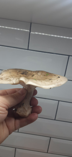 Гриб из Столин