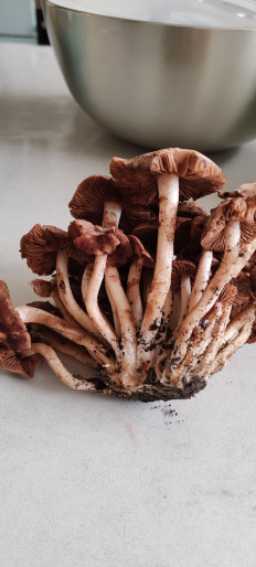 Гриб из Астрахань