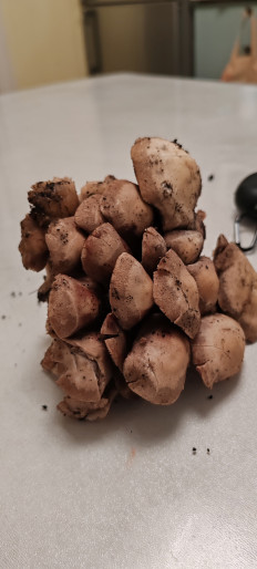 Гриб из Астрахань