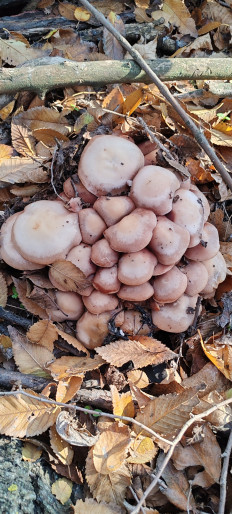 Гриб из Астрахань