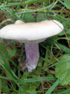 Lepista saeva - Рядовка лиловоногая