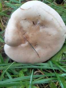 Lepista saeva - Рядовка лиловоногая